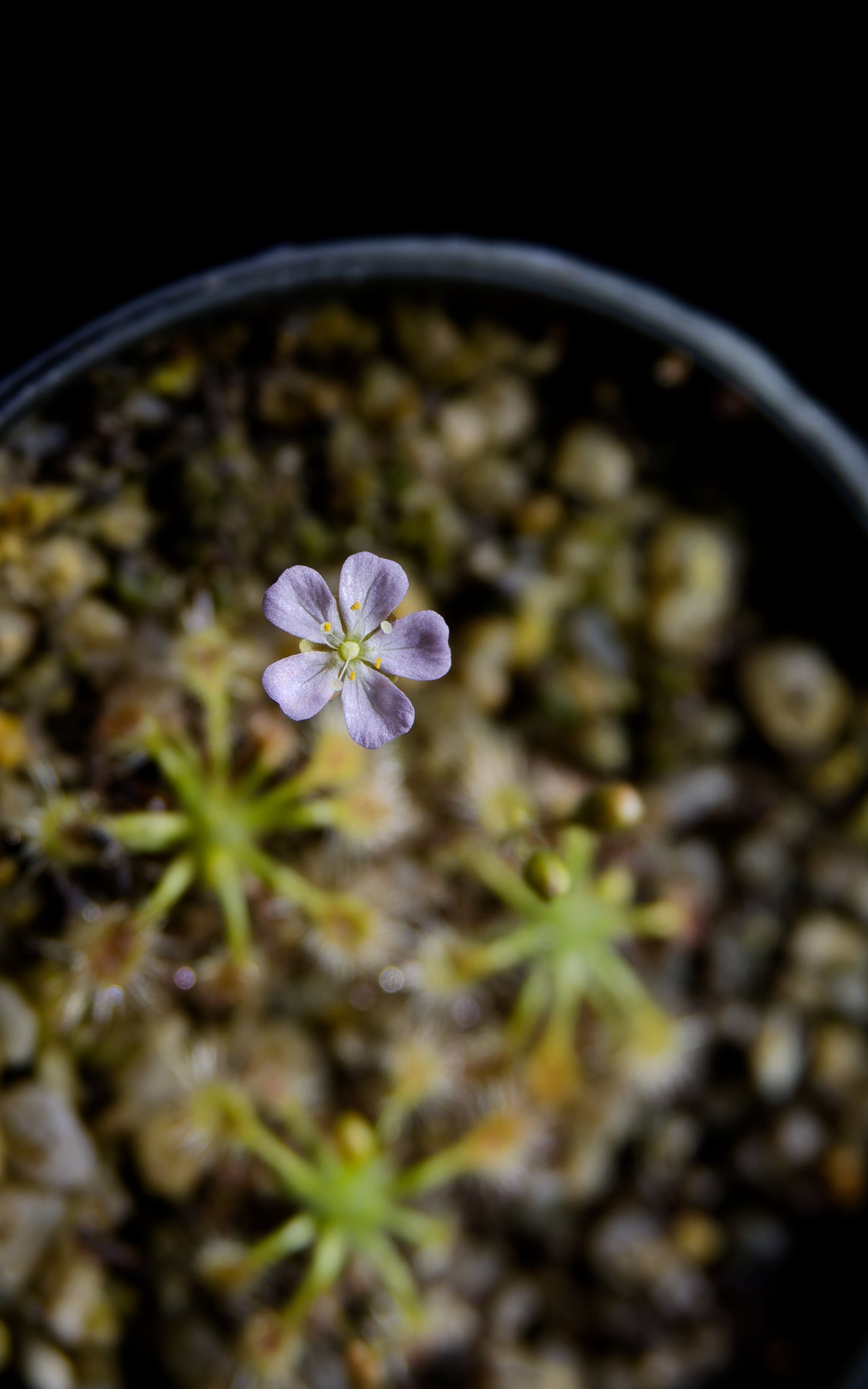 drosera omissa pygmy sundew carnivorous plant sale Singapore flower detail