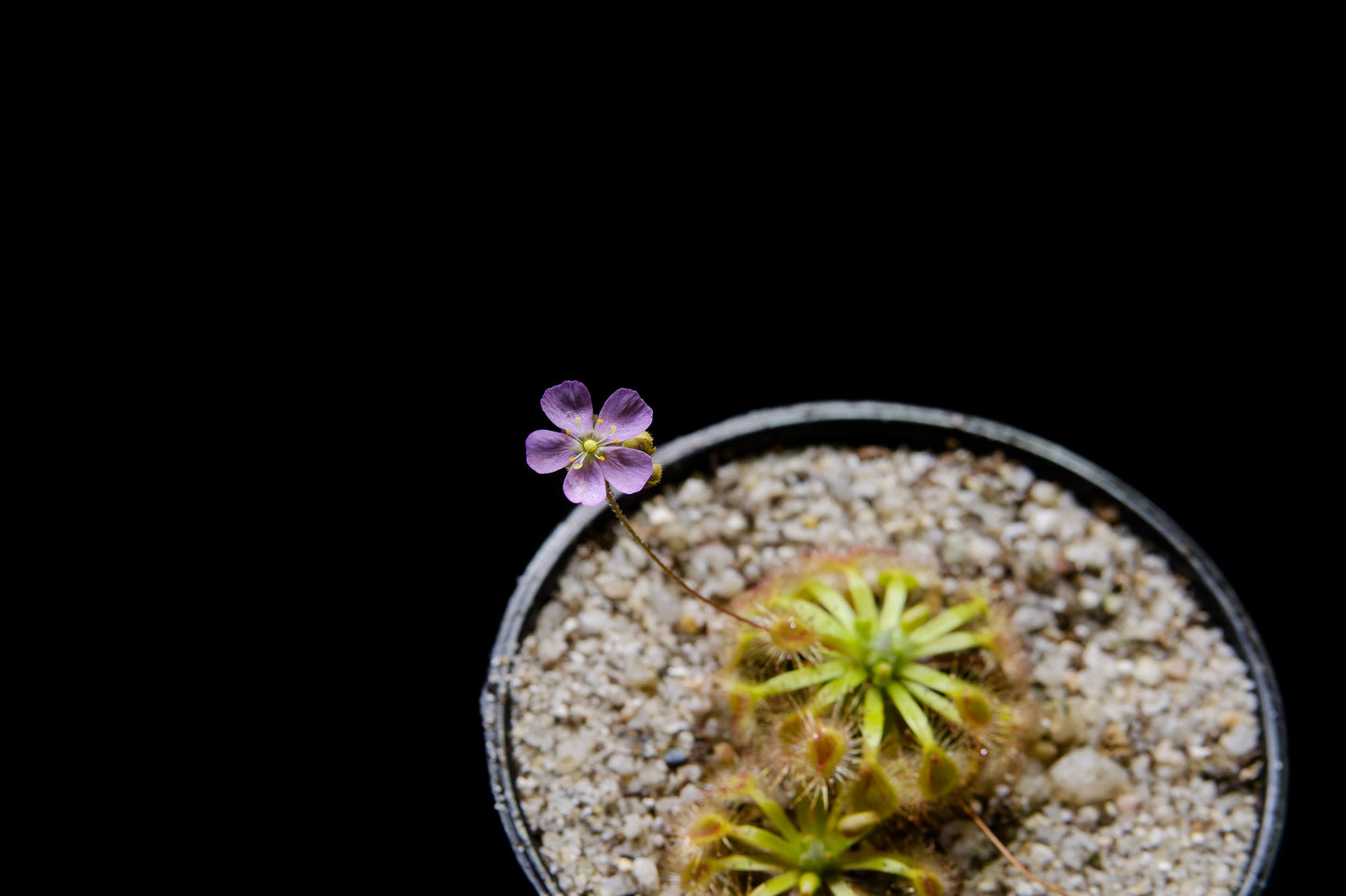 drosera pygmy sundew hybrid pink flower sale Singapore potted plant
