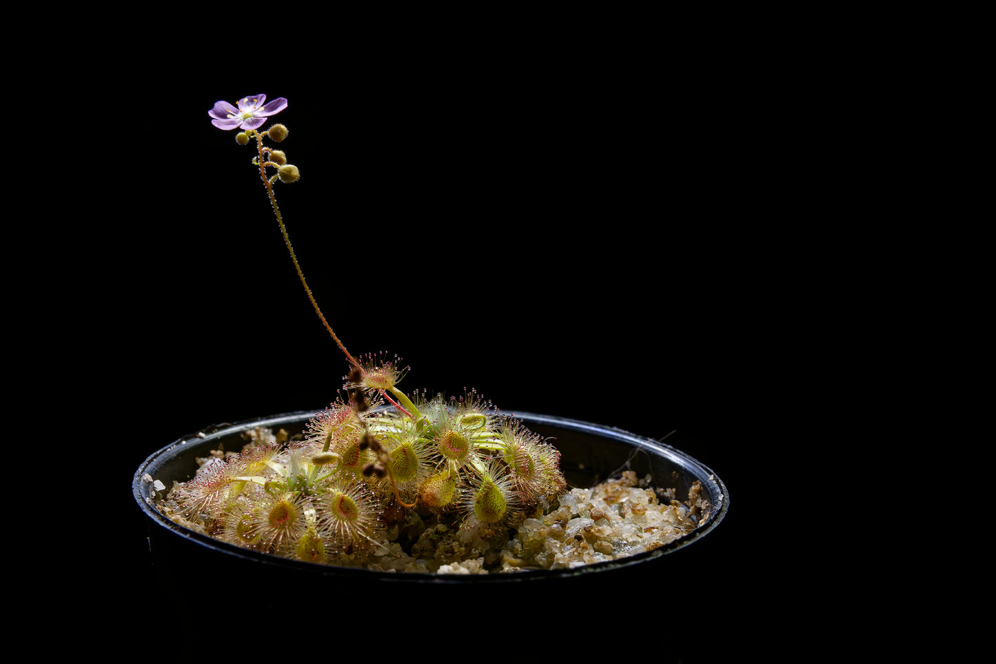 drosera pygmy sundew hybrid pink flower sale Singapore potted plant