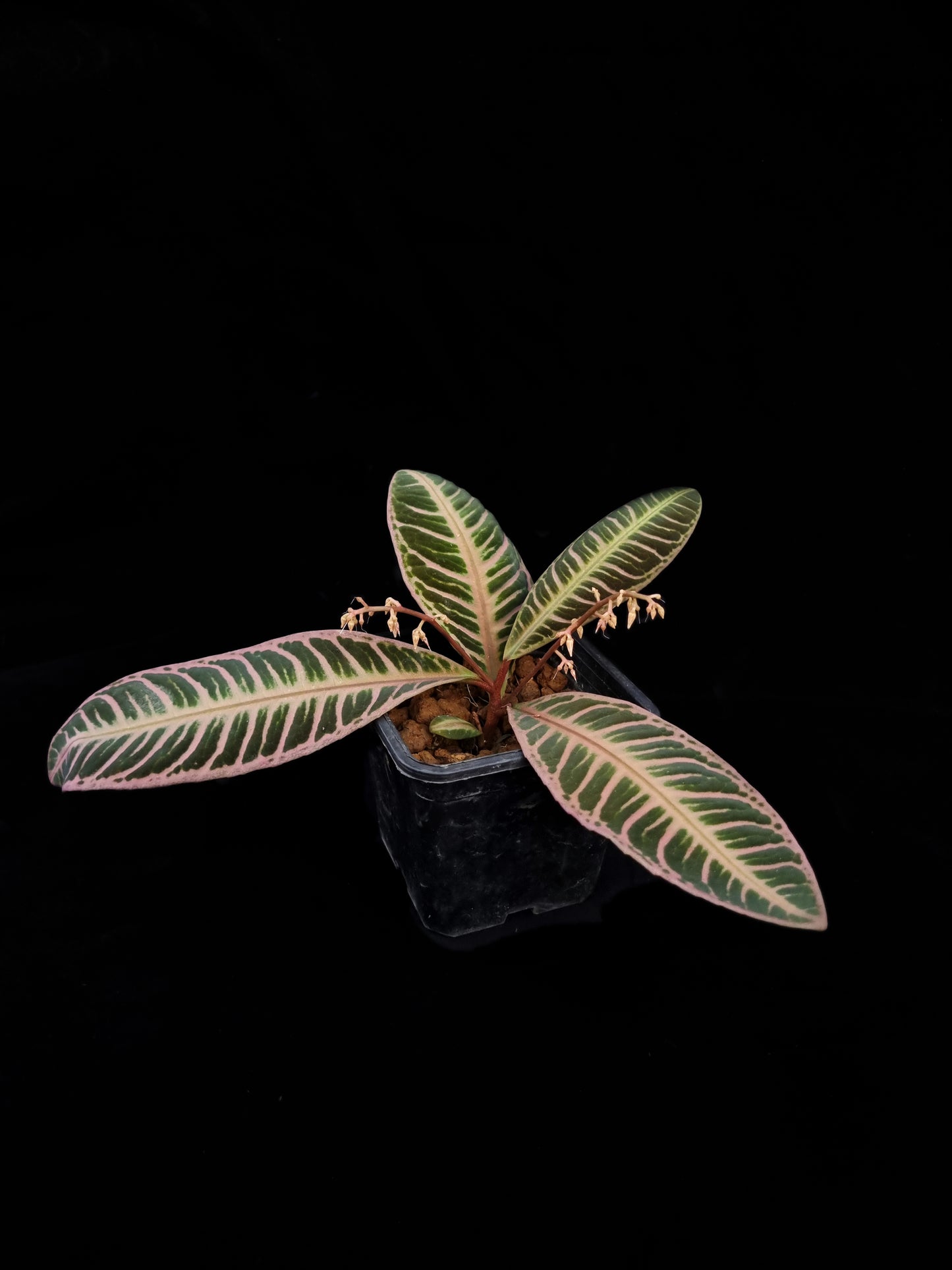 emblemantha urnulata pink labisia rare terrarium jungle plant sale Singapore potted plant