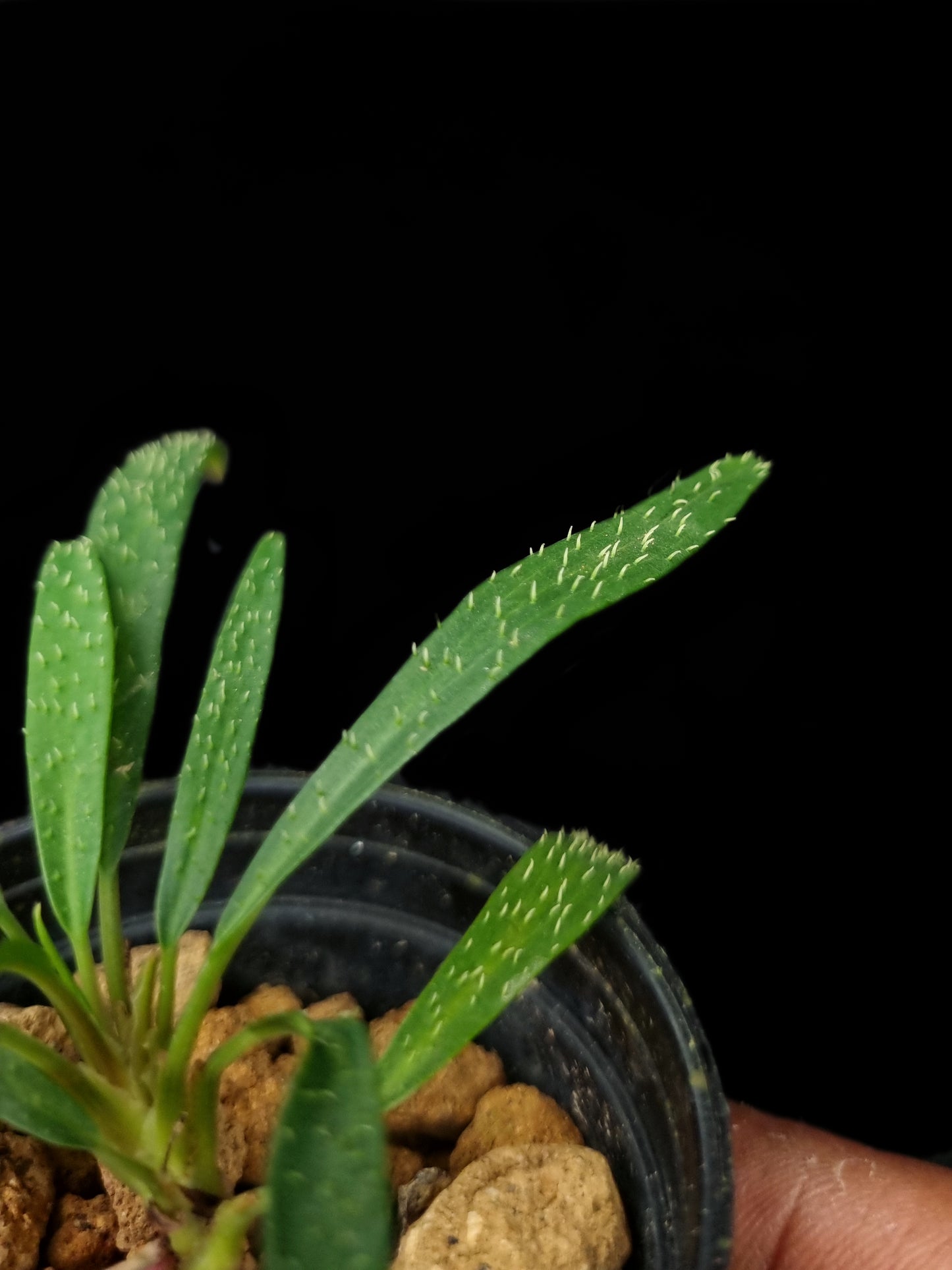 homalomena sp sub-hasei sale Singapore potted plant