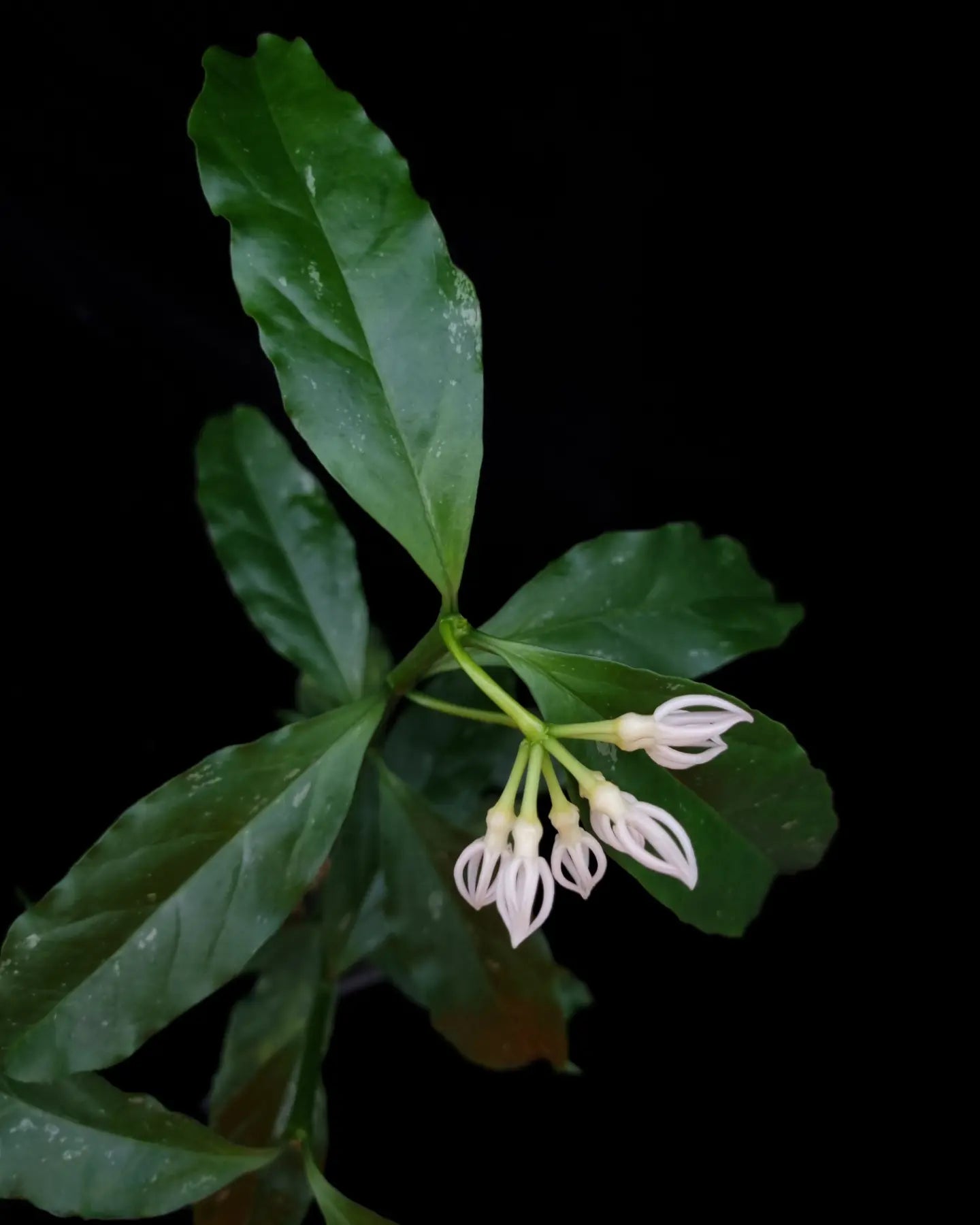 hoya decipulae wax plant sale Singapore potted plant