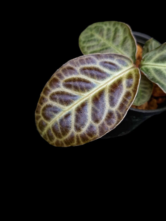 labisia beccarii turtle back sale Singapore potted plant