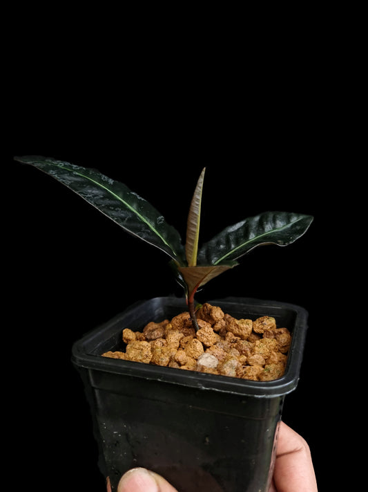 Labisia sp. 'Sekadau'