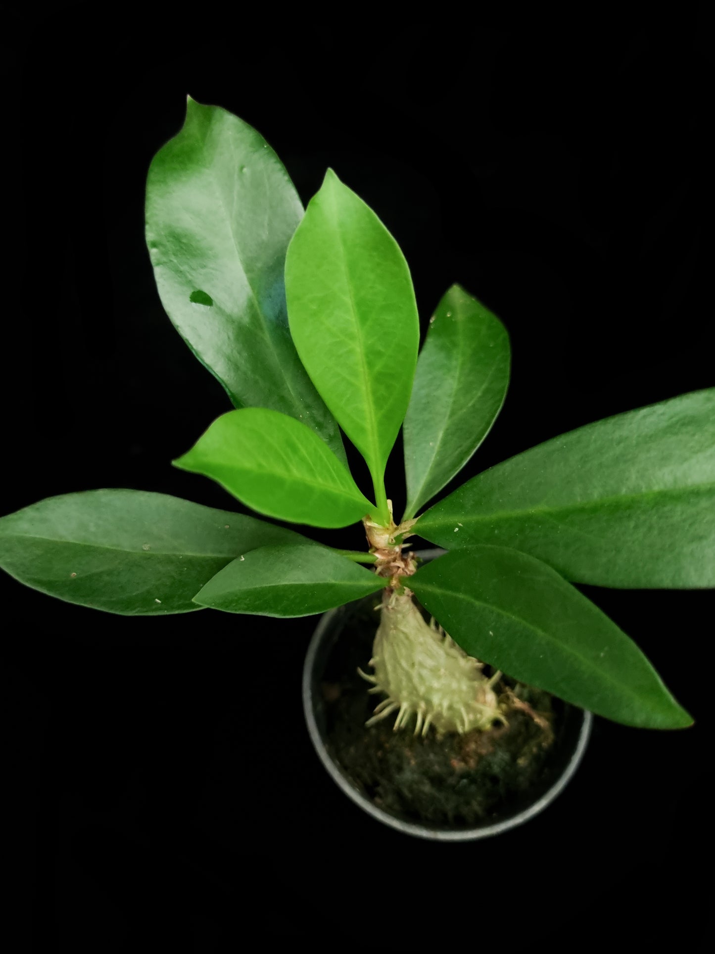 Myrmecodia schlechteri ant plant sale Singapore potted plant top view
