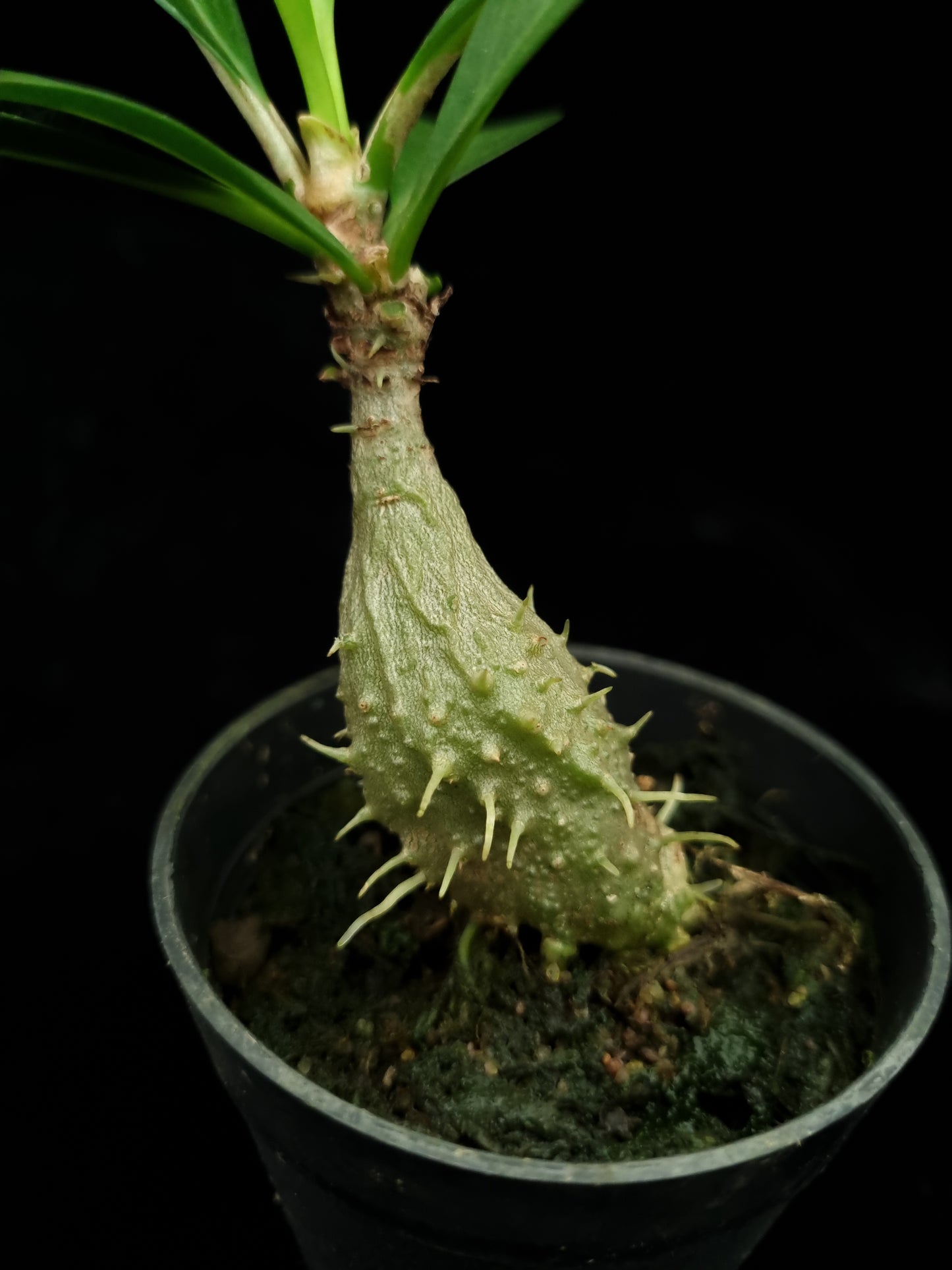 Myrmecodia schlechteri ant plant sale Singapore potted plant caudex