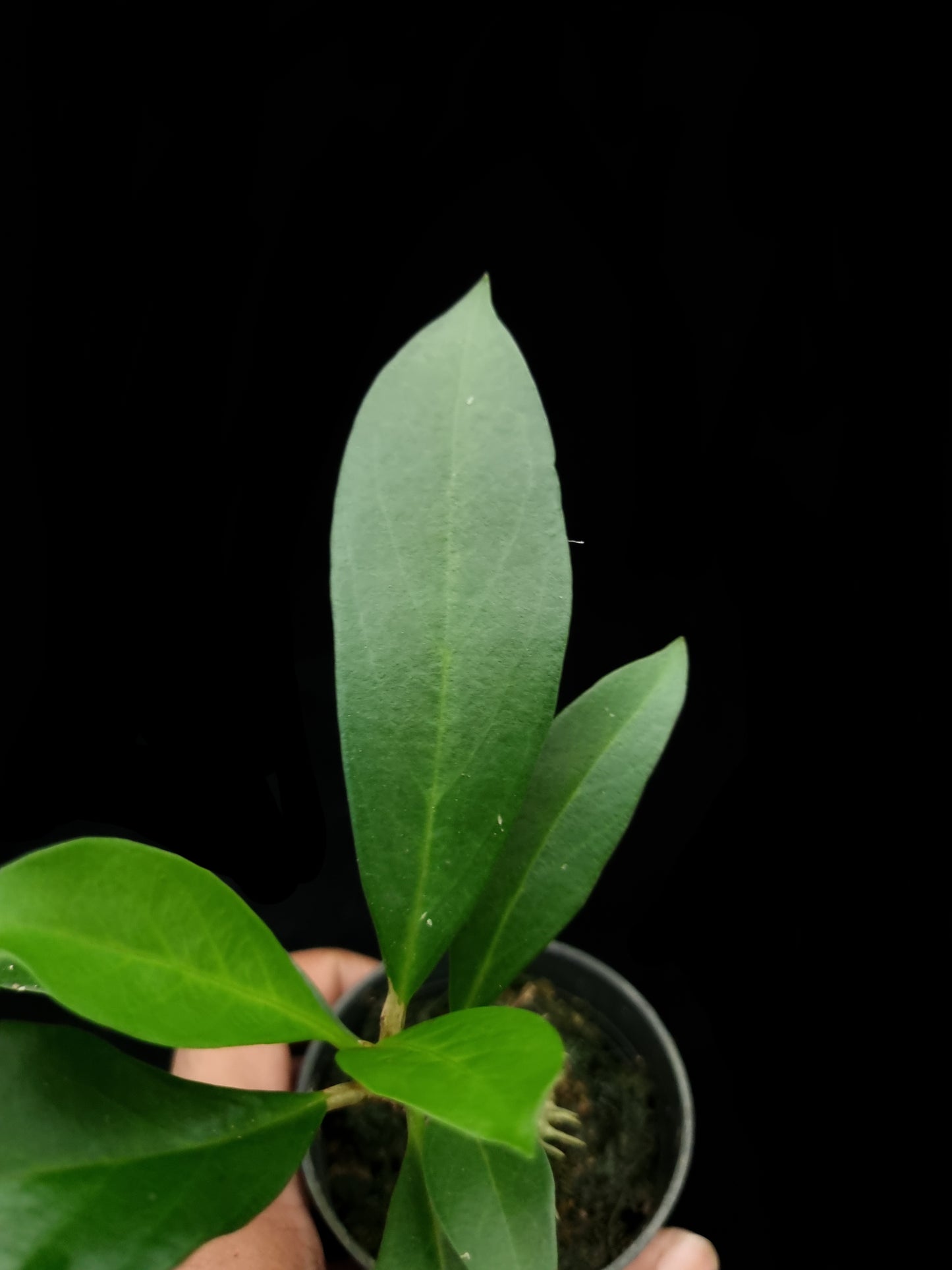Myrmecodia schlechteri ant plant sale Singapore potted plant leaf adaxial
