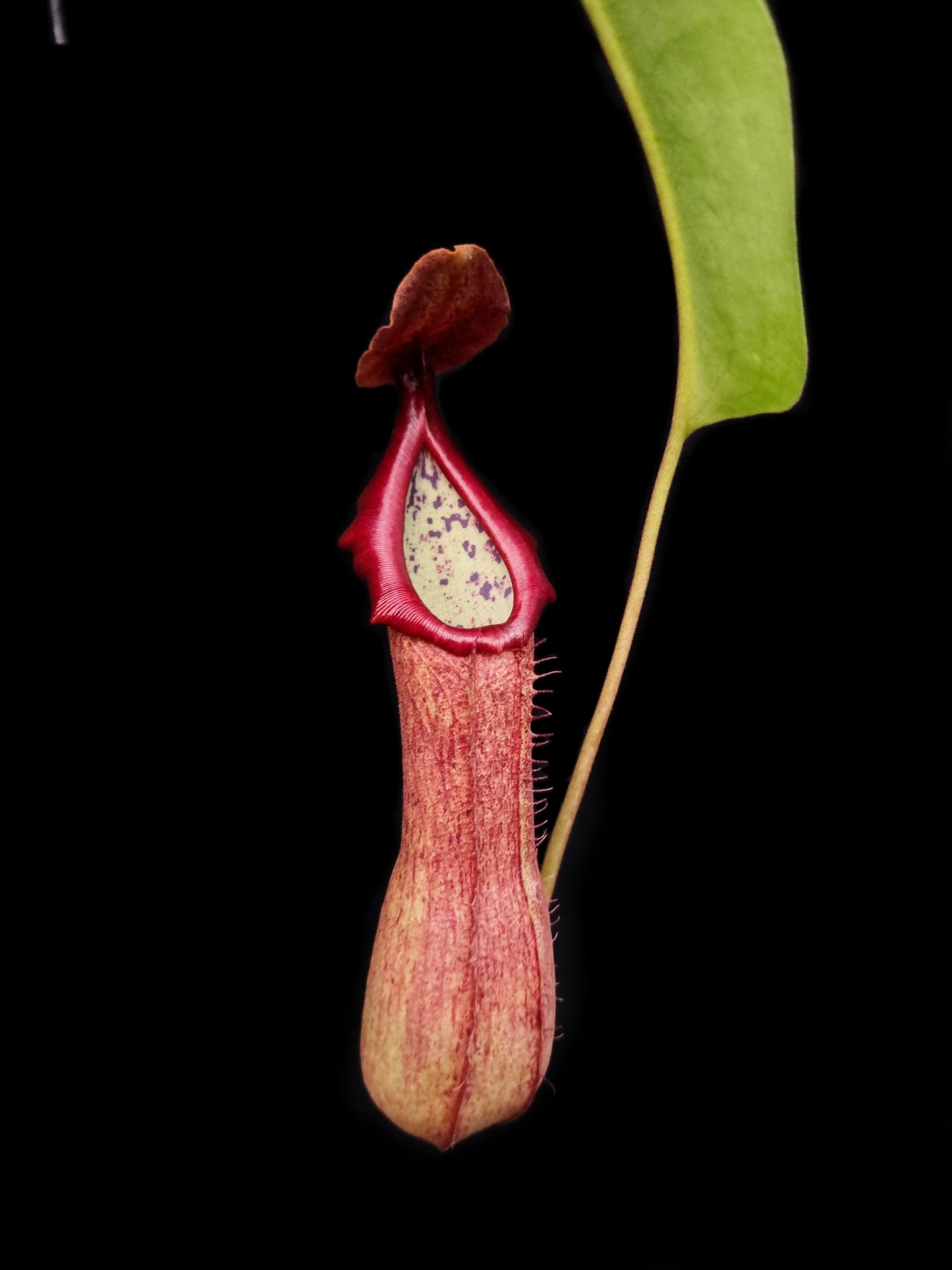 nepenthes alata x truncata ep exotica plants carnivorous plants pitcher plant sale Singapore front view