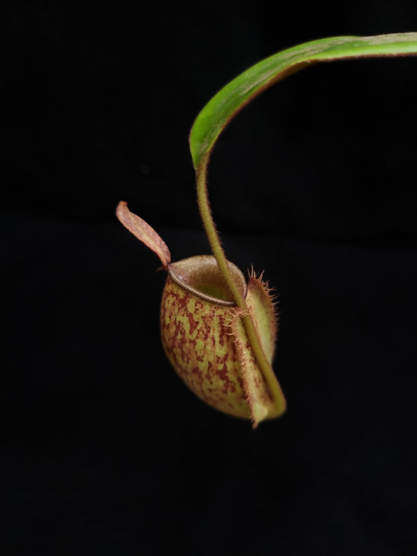 nepenthes ampullaria pitcher plant carnivorous plant sale Singapore top view