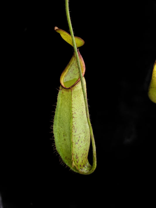 nepenthes hirsuta pitcher plant carnivorous plant sale Singapore