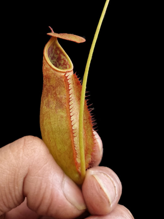 nepenthes kampotiana pitcher plant carnivorous plant sale Singapore