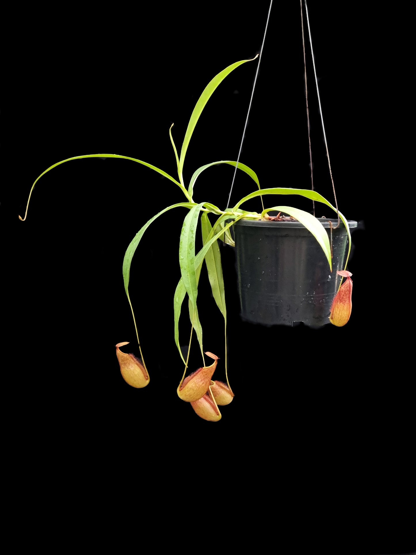 nepenthes kampotiana pitcher plant carnivorous plant sale Singapore