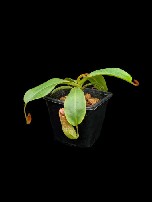 nepenthes petiolata x vetichii bario BE-4047 pitcher plant carnivorous plant sale Singapore