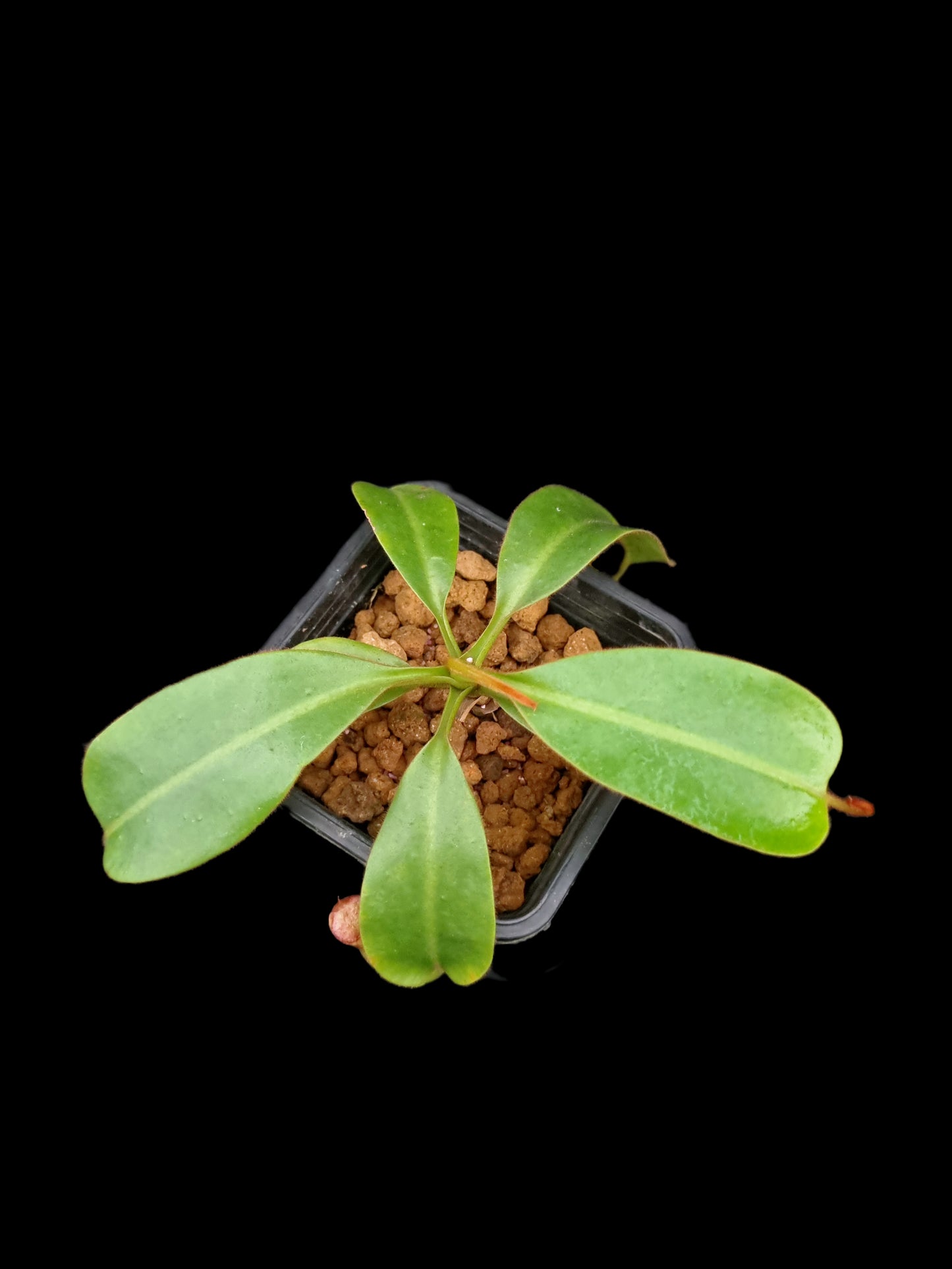 nepenthes petiolata x vetichii bario BE-4047 pitcher plant carnivorous plant sale Singapore