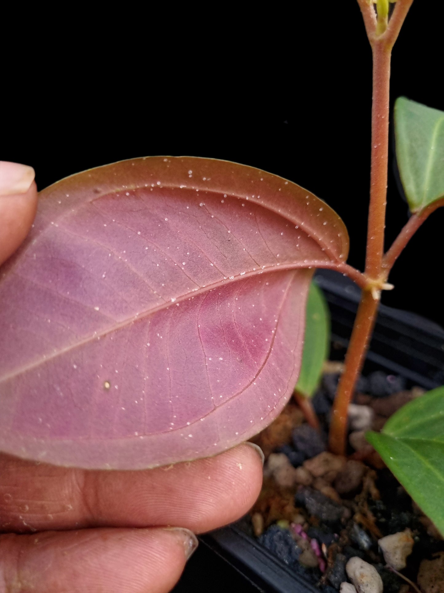 Pachycentria cf. pulverulenta