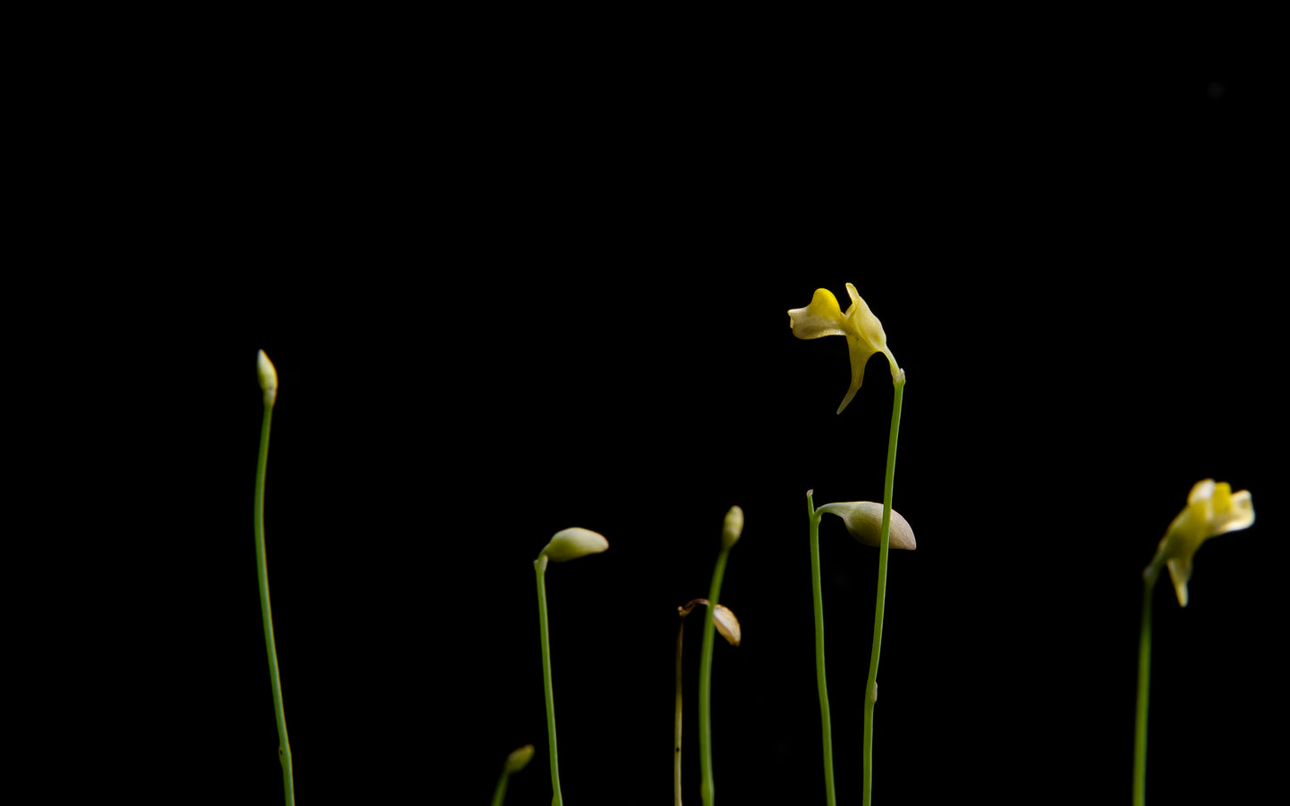 utricularia bifida carnivorous plant bladderwort sale Singapore potted plant flower side view