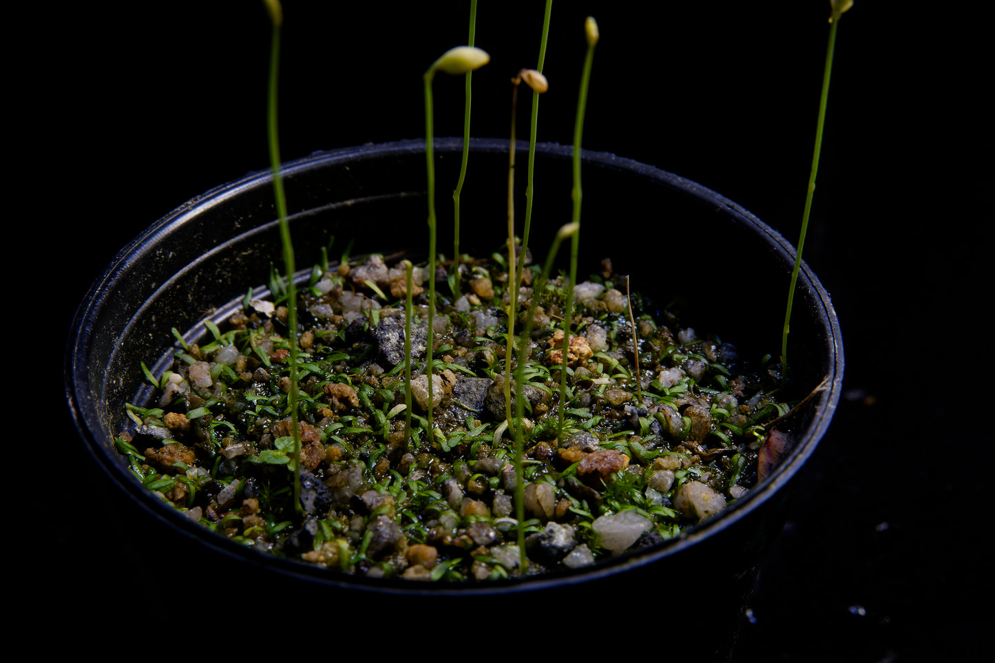 utricularia bifida carnivorous plant bladderwort sale Singapore potted plant top view