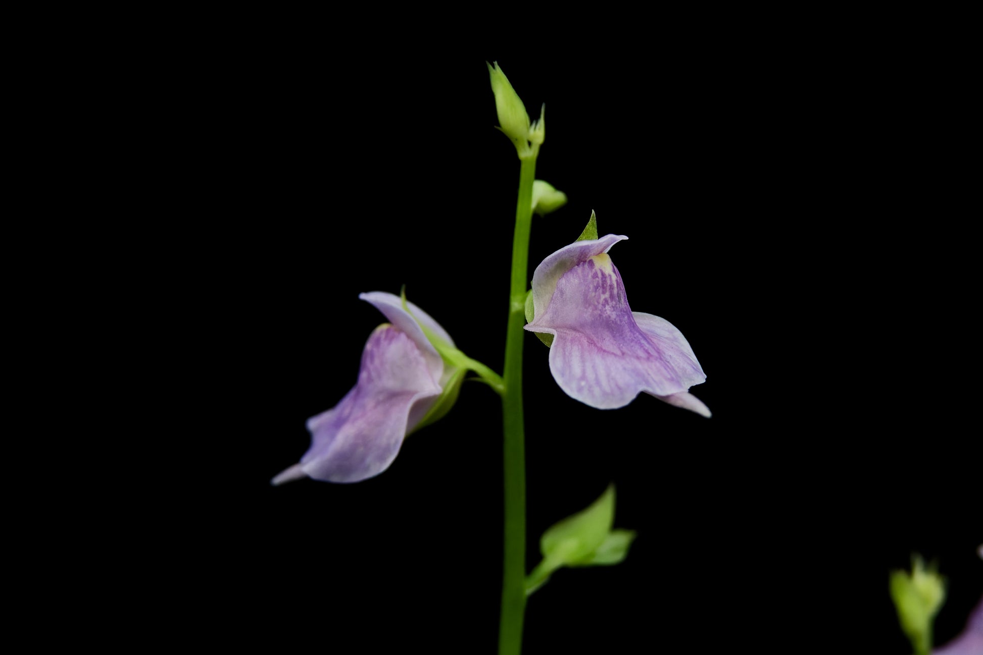 utricularia calycifida carnivorous plant bladderwort sale Singapore potted plant flower detail