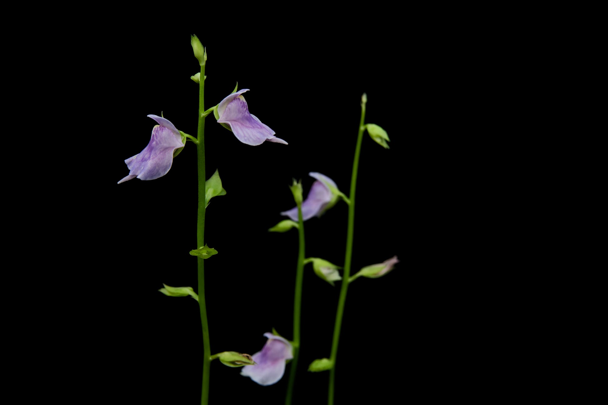utricularia calycifida carnivorous plant bladderwort sale Singapore potted plant flower detail