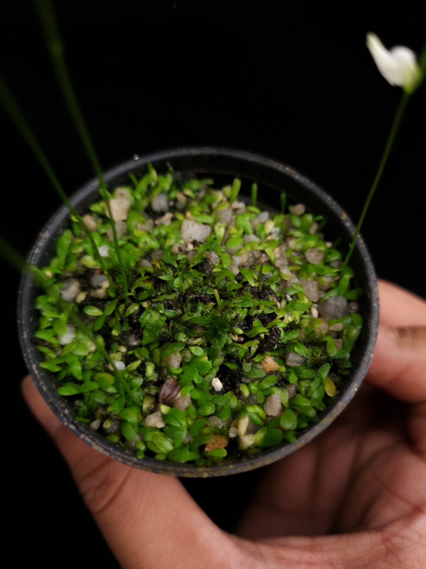 utricularia livida bladderwort sale Singapore carnivorous plant potted plant