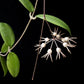 hoya polypus potted plant sale Singapore front view 