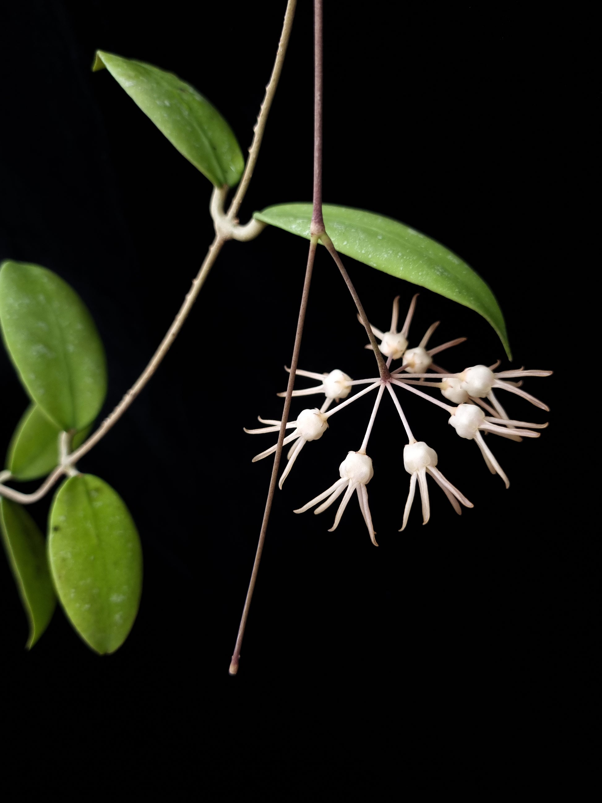 hoya polypus potted plant sale Singapore front view 