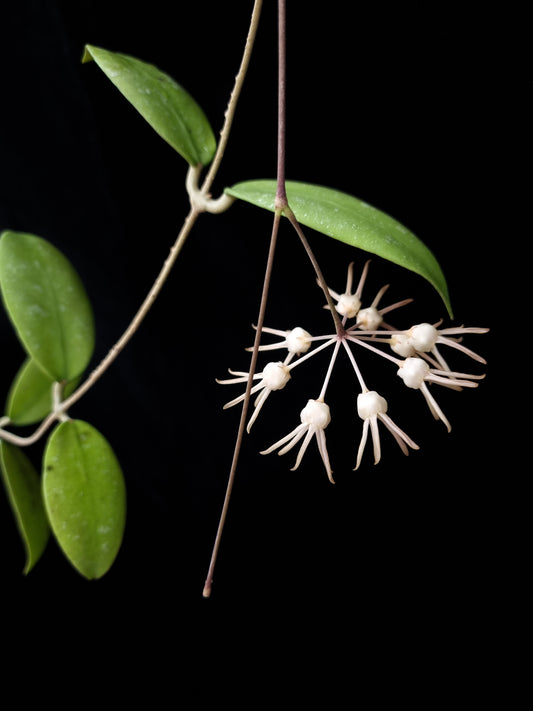 hoya polypus potted plant sale Singapore front view 