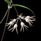 hoya polypus potted plant sale Singapore flower detail