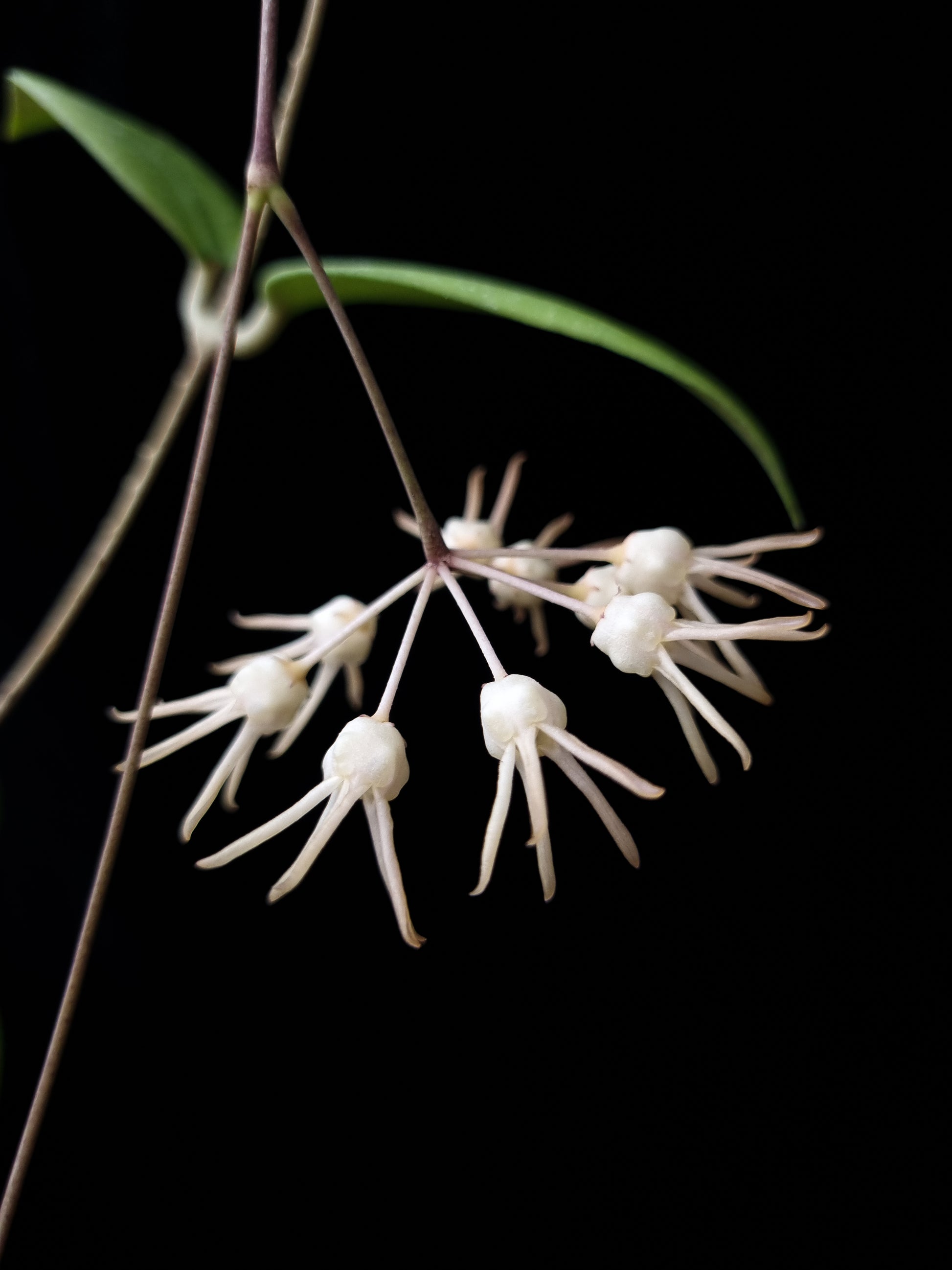 hoya polypus potted plant sale Singapore flower detail