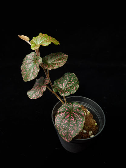 Piper sp. Papua sale Singapore top view