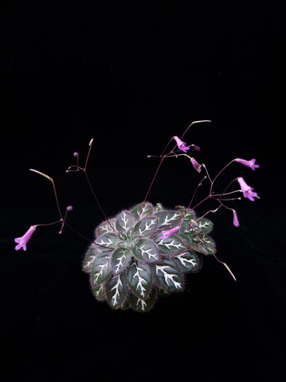 primulina sinovietnamica episcia sinningia gesneriads sale Singapore front view