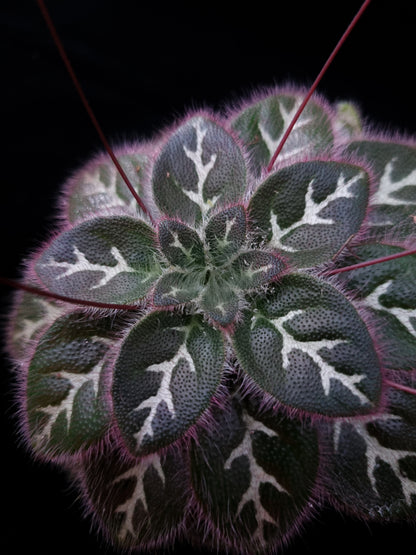 primulina sinovietnamica episcia sinningia gesneriads sale Singapore leaf detail