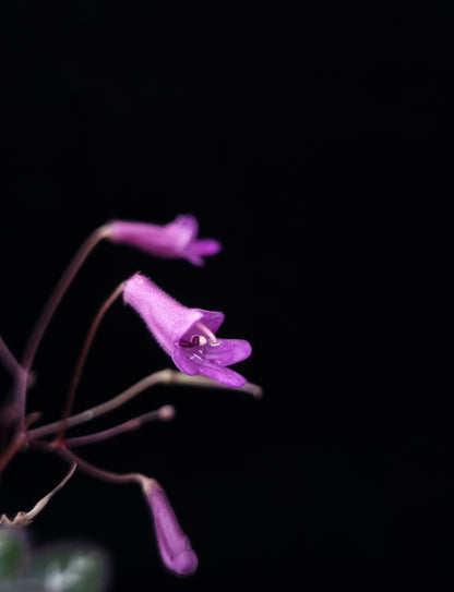 primulina sinovietnamica episcia sinningia gesneriads sale Singapore flower detail