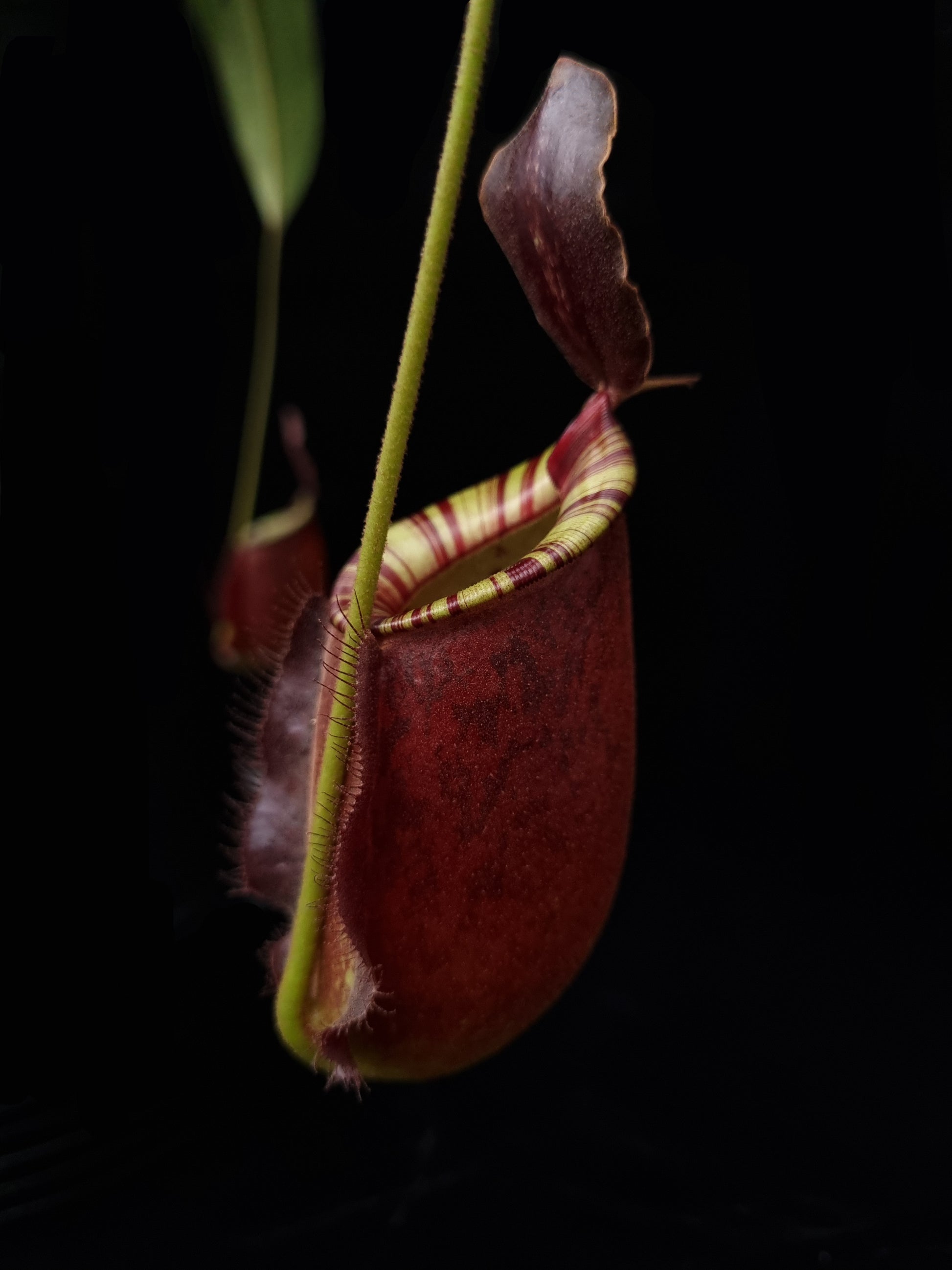 Nepenthes pitcher plant carnivorous plants sale Singapore side view