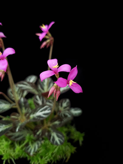 Sonerila sp. jungle plant sale Singapore flower detail