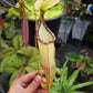 Nepenthes hemsleyana pitcher plant carnivorous plants sale Singapore side view