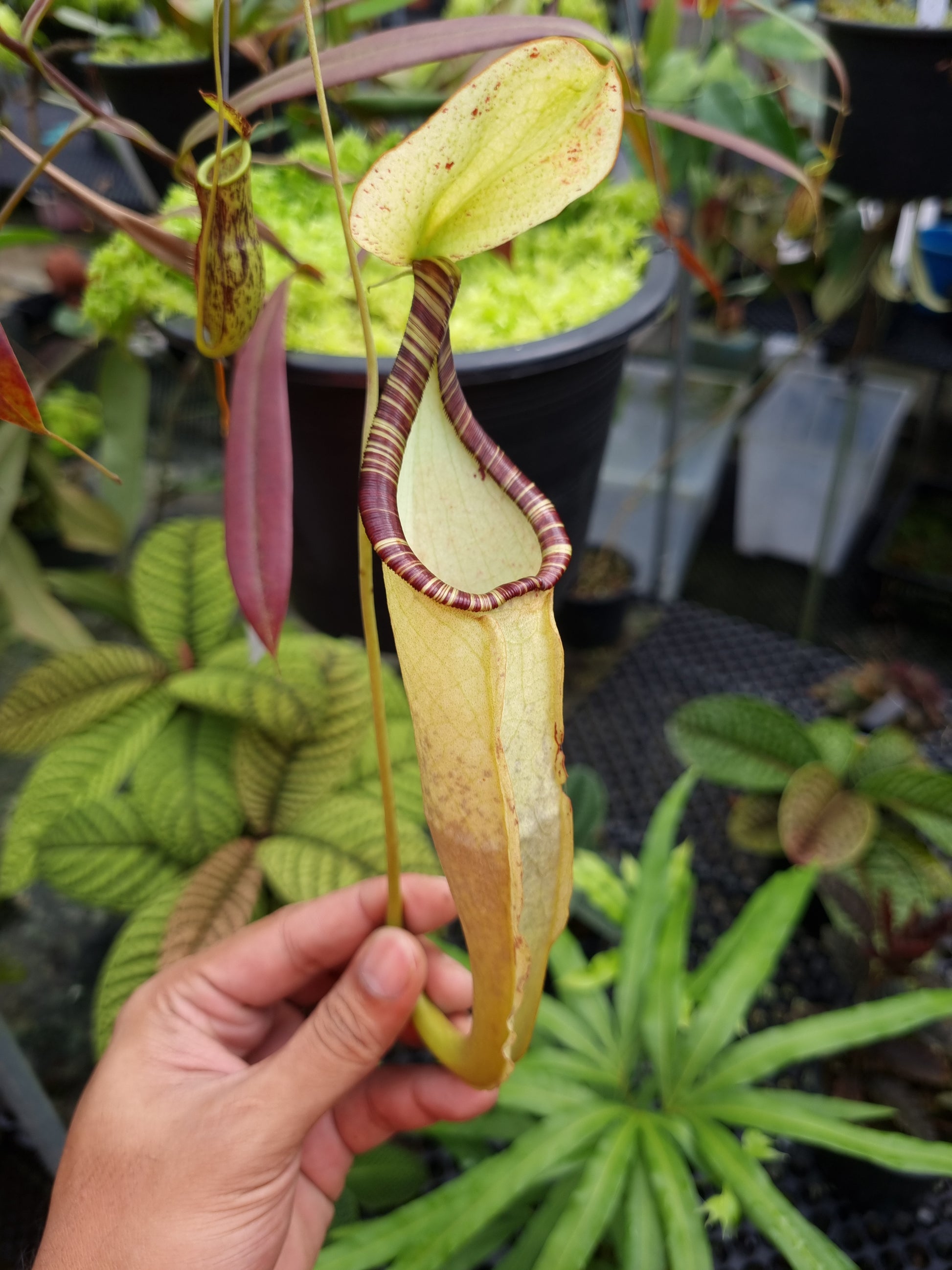 Nepenthes hemsleyana pitcher plant carnivorous plants sale Singapore side view