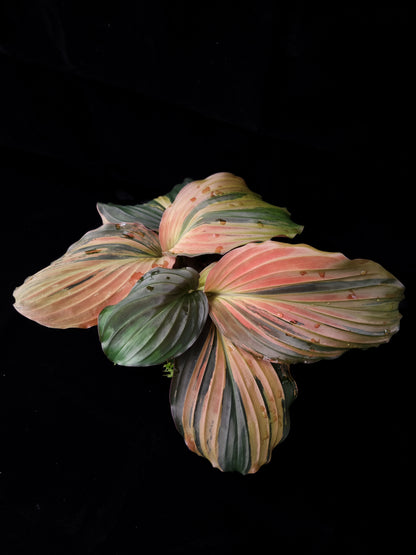 Kaempferia pulchra variegated plant rare Singapore top view