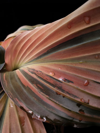 Kaempferia pulchra variegated plant rare Singapore leaf detail