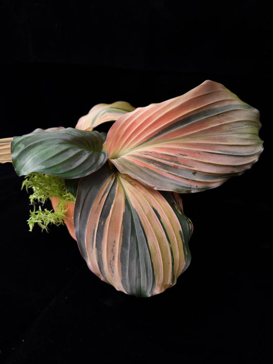 Kaempferia pulchra variegated plant rare Singapore top view
