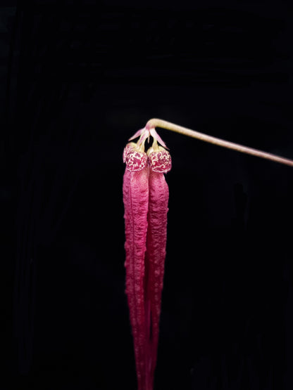 Bulbophyllum plumatum orchid sale Singapore flower detail