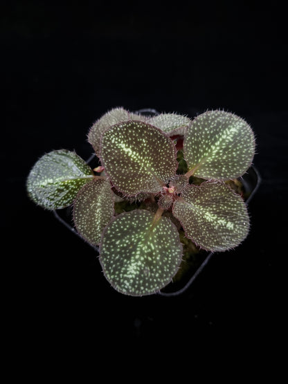 Sonerila sp. jungle plant sale Singapore top view