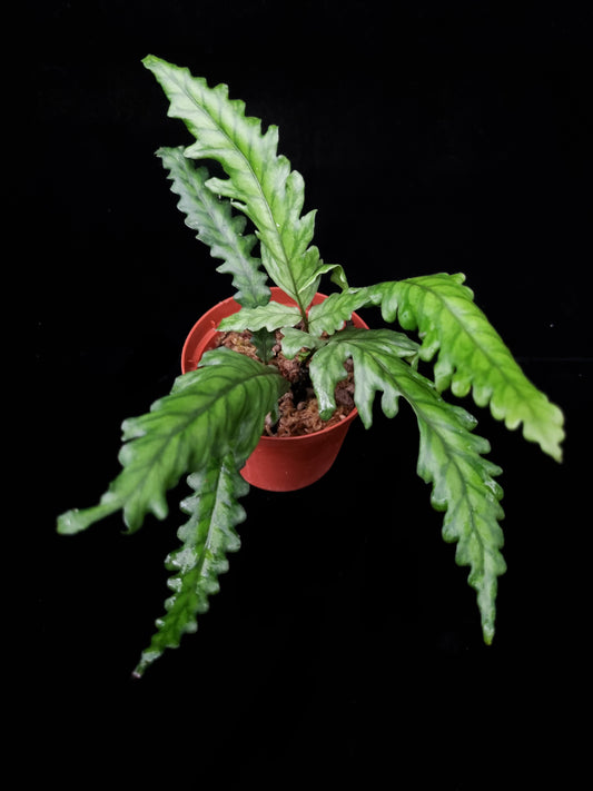 fern moss liverwort terrarium plants sale Singapore top view