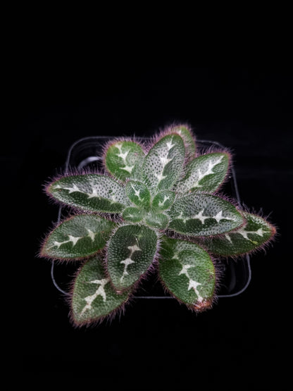primulina sinovietnamica episcia sinningia gesneriads sale Singapore top view