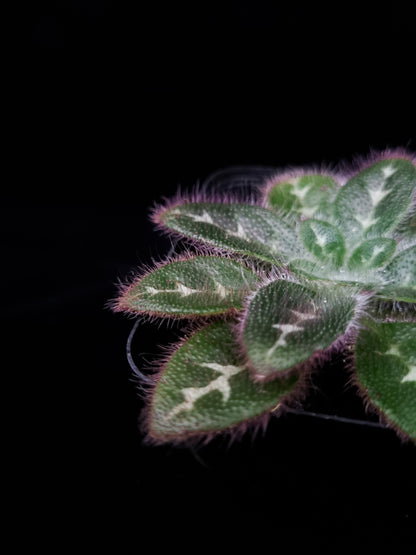 primulina sinovietnamica episcia sinningia gesneriads sale Singapore leaf detail