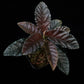 Ardisia sp. sale Singapore potted plant top view