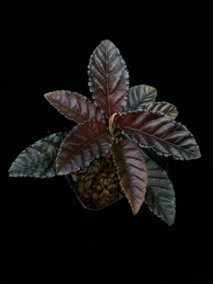 Ardisia sp. sale Singapore potted plant top view