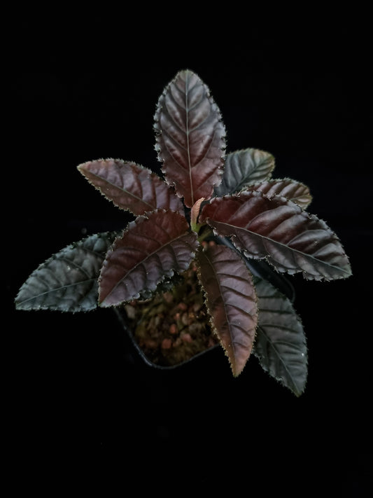 Ardisia sp. sale Singapore potted plant top view