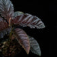 Ardisia sp. sale Singapore potted plant leaf detail