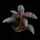 Ardisia sp. sale Singapore potted plant side view